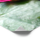 赤い《植物》スイレン – キャンバス印刷 ポスター (角)