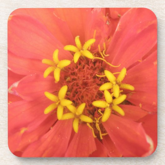 赤い《植物》百日草マクロコルクコースター コースター (正面)