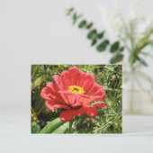 赤い《植物》百日草 ポストカード (スタンド正面)