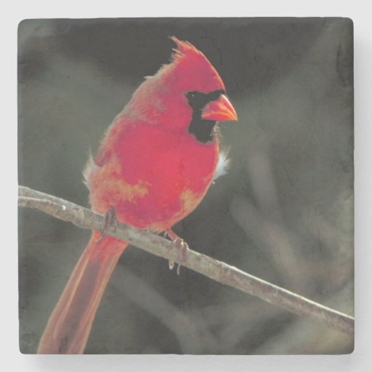 赤い（鳥）ショウジョウコウカンチョウが木の枝に止まる ストーンコースター (正面)