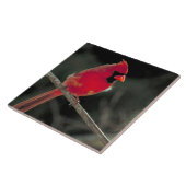 赤い(鳥)ショウジョウコウカンチョウが木の枝に止まる タイル (側面)