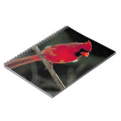 赤い(鳥)ショウジョウコウカンチョウが木の枝に止まる ノートブック (左側)