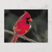 赤い（鳥）ショウジョウコウカンチョウが木の枝に止まる ポストカード (正面)