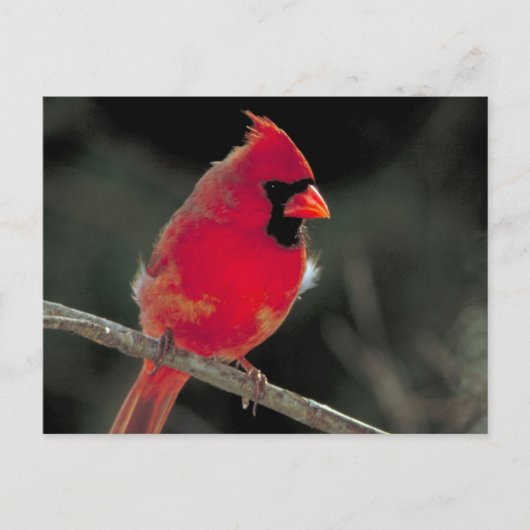 赤い（鳥）ショウジョウコウカンチョウが木の枝に止まる ポストカード (正面)