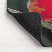 赤い(鳥)ショウジョウコウカンチョウが木の枝に止まる マウスパッド (コーナー)