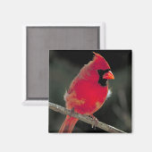赤い(鳥)ショウジョウコウカンチョウが木の枝に止まる マグネット (正面/裏面)