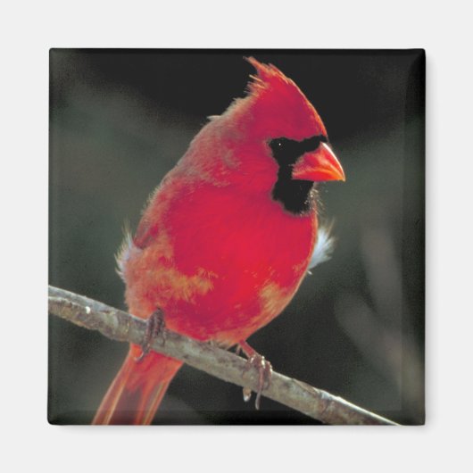 赤い(鳥)ショウジョウコウカンチョウが木の枝に止まる マグネット (正面)