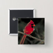 赤い(鳥)ショウジョウコウカンチョウが木の枝に止まる 缶バッジ (正面&裏面)