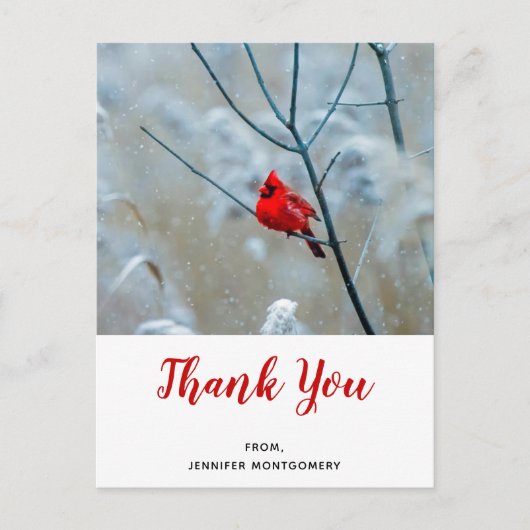 赤い（鳥）ショウジョウコウカンチョウの冬の自然写真ありがとう ポストカード (正面)