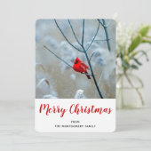 赤い(鳥)ショウジョウコウカンチョウの冬の自然写真クリスマス シーズンカード (スタンド正面)