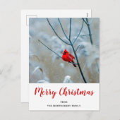 赤い（鳥）ショウジョウコウカンチョウの冬の自然写真クリスマス シーズンポストカード (正面/裏面)