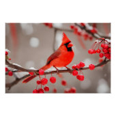 赤い（鳥）ショウジョウコウカンチョウの鳥と野生の森の果実 ポスター (正面)