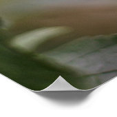 赤い(鳥)ショウジョウコウカンチョウの鳥 ポスター (角)