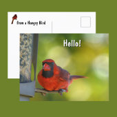 赤い(鳥)ショウジョウコウカンチョウアットバードフィーダーハングリーバード ポストカード