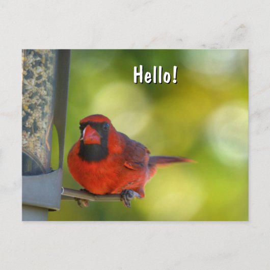 赤い(鳥)ショウジョウコウカンチョウアットバードフィーダーハングリーバード ポストカード (正面)