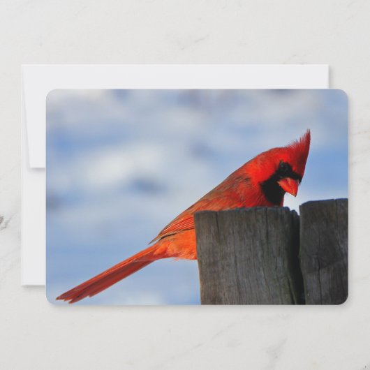 赤い（鳥）ショウジョウコウカンチョウオン木製の切り株の誕生日パーティーイベント 招待状 (裏面)