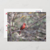 赤い(鳥)ショウジョウコウカンチョウメッセンジャーからの天国悔やみや弔慰 ポストカード (正面/裏面)