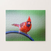 赤い(鳥)ショウジョウコウカンチョウ写真(式おもしろい付) ジグソーパズル (横)