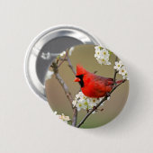 赤い（鳥）ショウジョウコウカンチョウ 缶バッジ (正面&裏面)