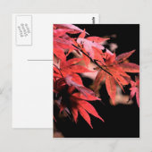 赤いAcerポストカード ポストカード (正面/裏面)