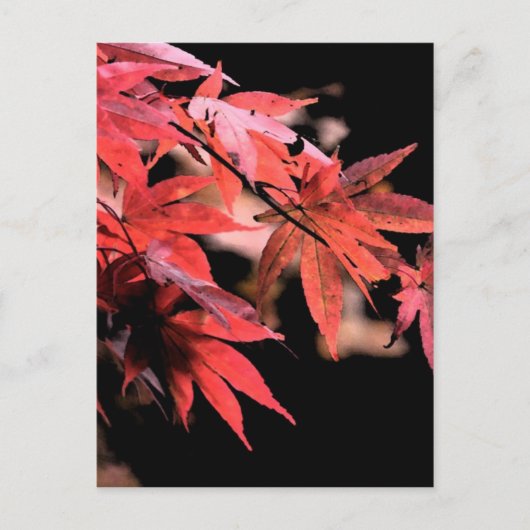 赤いAcerポストカード ポストカード (正面)