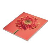 赤いBarbertonのガーベラのデイジーの花 タイル (側面)