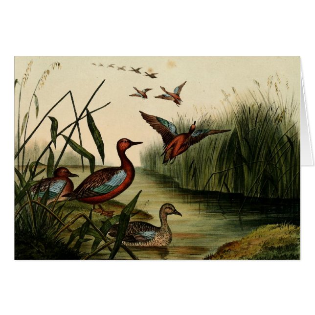 赤いBreastedのティール（緑がかった色）のアヒル (正面横)