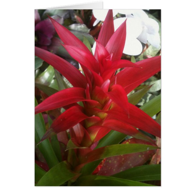 赤いBromeliad (正面)