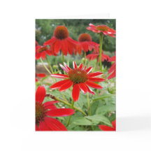 赤いEchinacea Notecards (中ブランク)