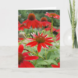 赤いEchinacea Notecards (中ブランク) カード