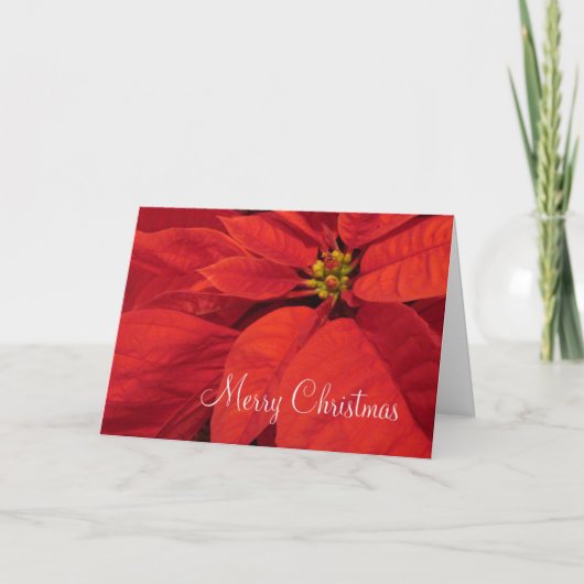 赤いPoinsettaのクリスマスカード シーズンカード (正面)