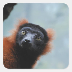 赤いRuffedのLemurのステッカー スクエアシール
