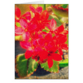 赤かわいらしく咲く花 (正面)