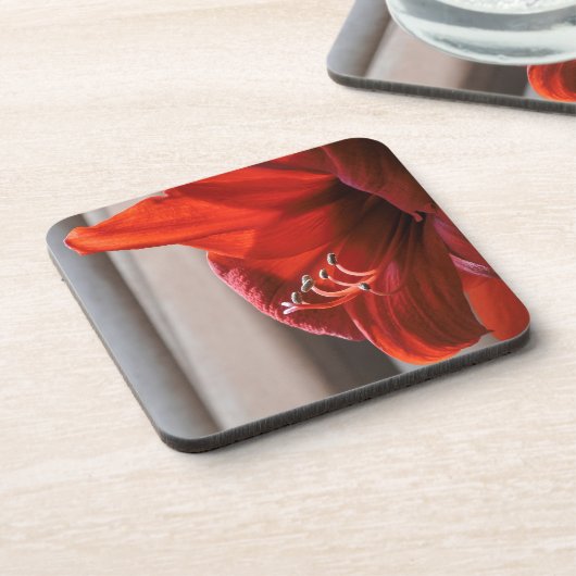 赤かわいらし獅子アマリリス花写真 コースター (左側)