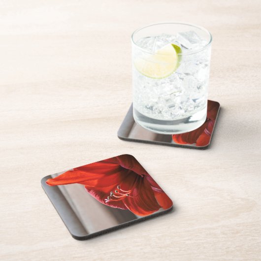 赤かわいらし獅子アマリリス花写真 コースター (右側)