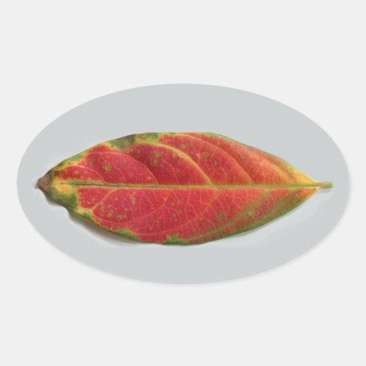 赤かわいらし葉楕円シール，シール，ラベル 楕円形シール (正面)