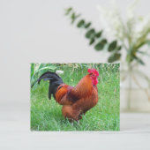 赤かわいらし鶏のプロフィール写真 ポストカード (スタンド正面)