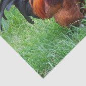 赤かわいらし鶏のプロフィール写真 薄葉紙 (詳細)