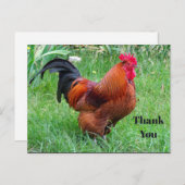 赤かわいらし鶏プロフィール ポストカード (正面/裏面)