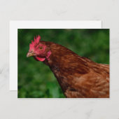 赤かわいらし鶏顔写真 ポストカード (正面/裏面)