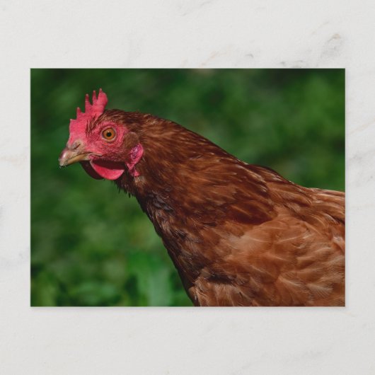赤かわいらし鶏顔写真 ポストカード (正面)