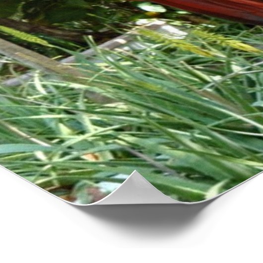 赤かわいらし鸚鵡 ポスター (角)