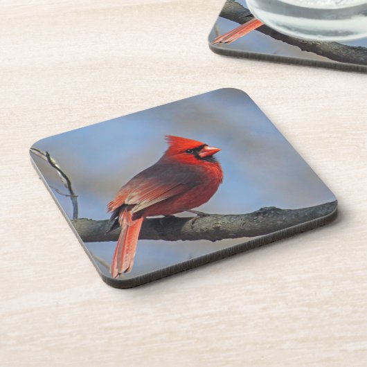 赤かわいらし（鳥）ショウジョウコウカンチョウ写真 コースター (左側)