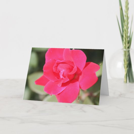 赤くお気に入りのなFloribundaは上がりました カード (正面)