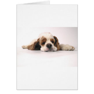 赤くか白い睡眠コッカースパニエル