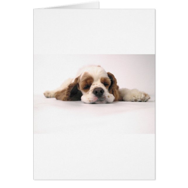 赤くか白い睡眠コッカースパニエル (正面)