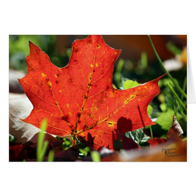 赤く孤独なカード(5.0) (正面横)