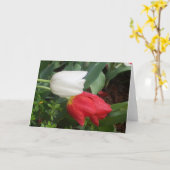赤く白いチューリップカード カード (黄色い花)