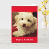 赤く総括的なハッピーバースデーカードの白い子犬 カード (黄色い花)