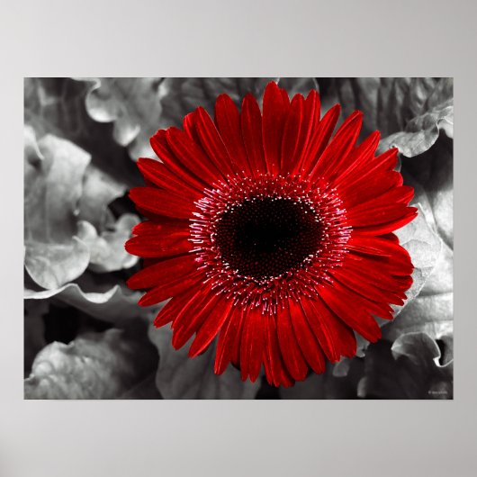 赤く見える ポスター (正面)